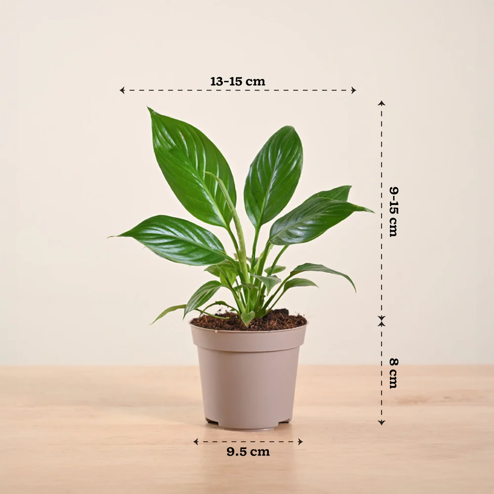 Peace_Lily_plant_GroPot