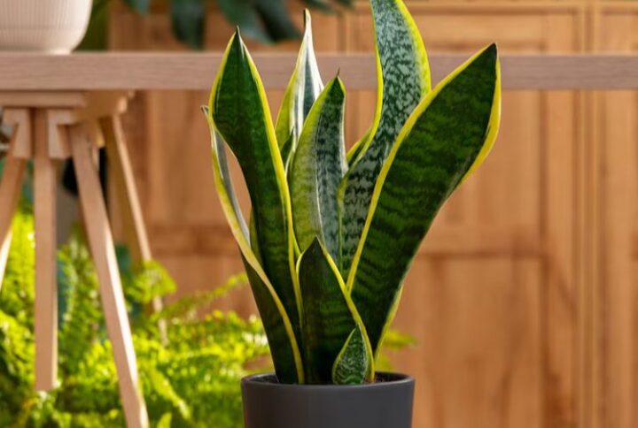 snake plant