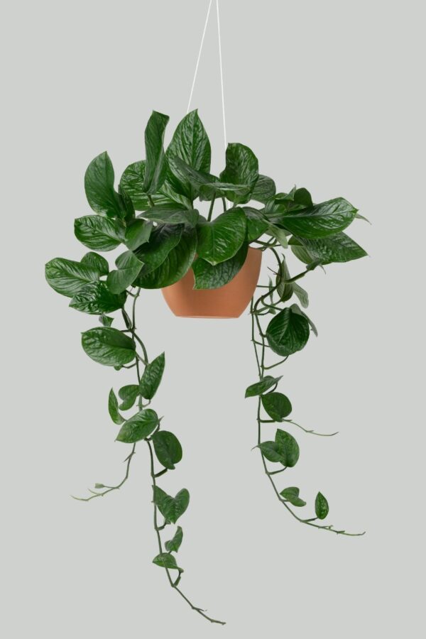 Hanging plants 1